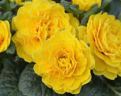 Belarina Primrose Flower Seeds