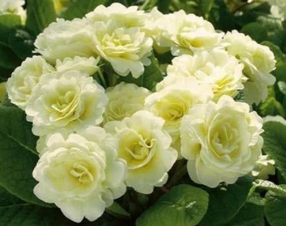 Belarina Primrose Flower Seeds
