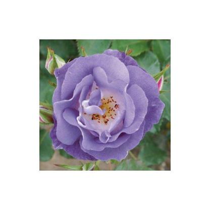 100pcs/Bag Climbing Rose Seeds