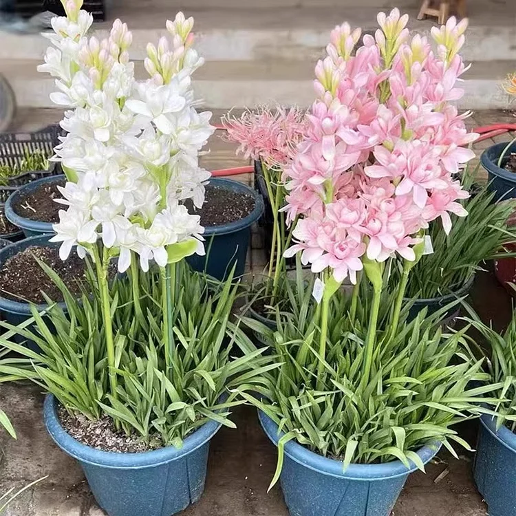 🌺Double Tuberose Bulbs