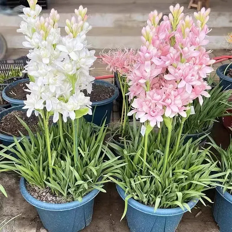 🌺Double Tuberose Bulbs