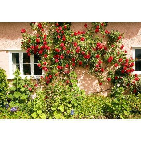 100pcs/Bag Climbing Rose Seeds