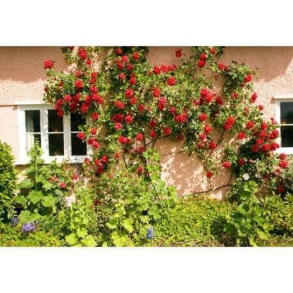 100pcs/Bag Climbing Rose Seeds