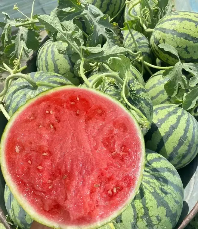 🍉Sweet Siberian Watermelon Seeds