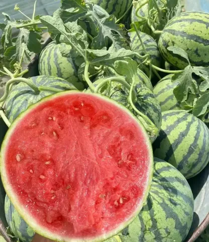 🍉Sweet Siberian Watermelon Seeds
