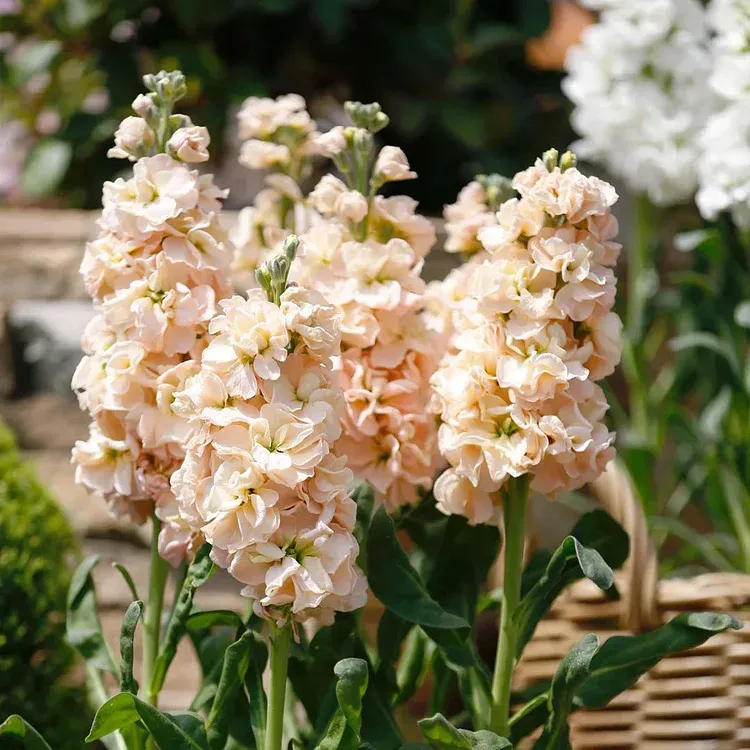 Double-flowered Violet Seeds🌺