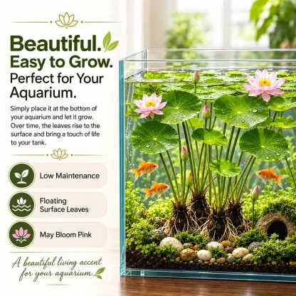 🐟Hydroponic red lotus roots🌿 Turn Your Aquarium into a Living Garden