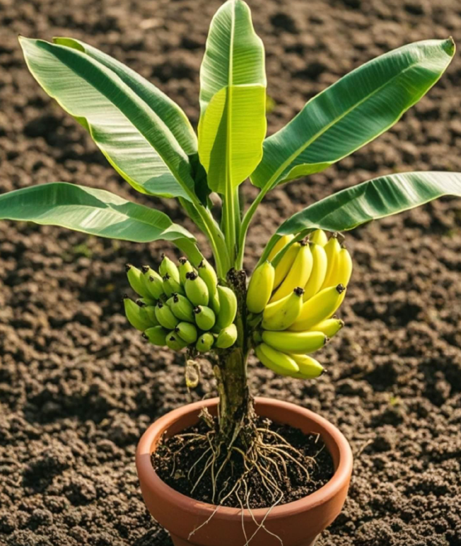 🍌Dwarf Potted Banana Seeds