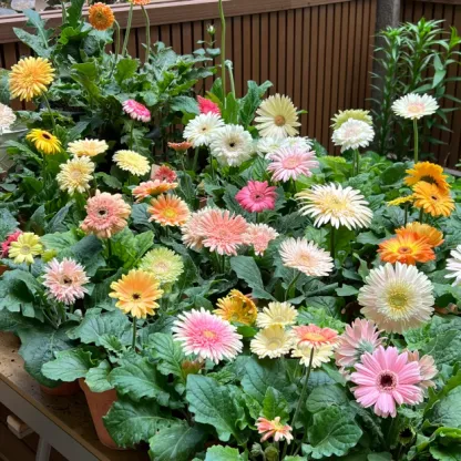 🌼Mixed Color Gerbera Seeds