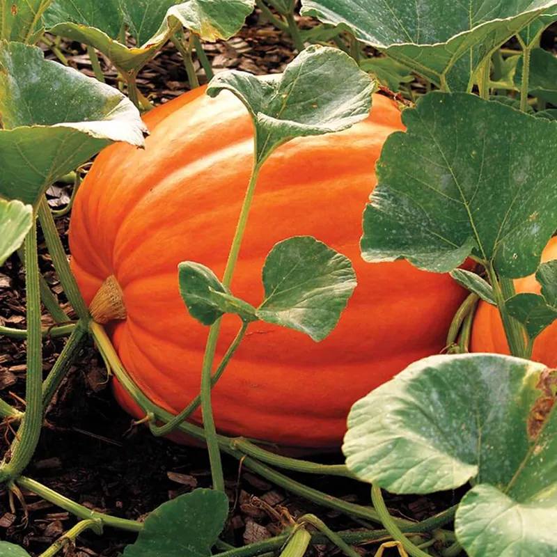 Heirloom Giant Max Pumpkin Seeds