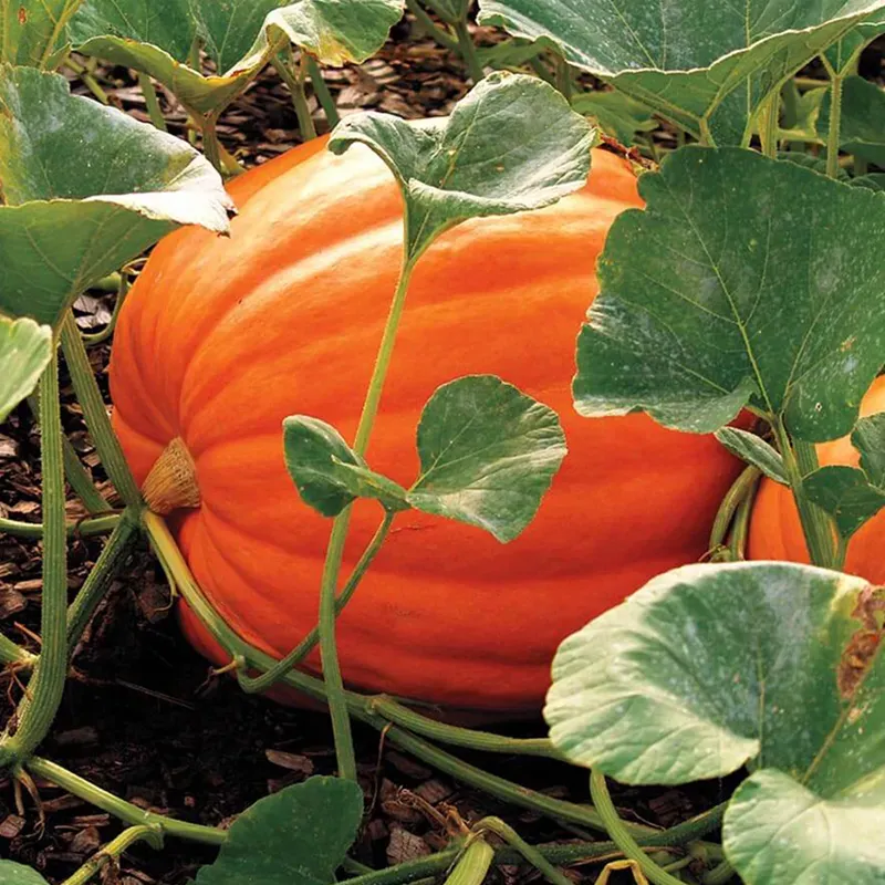 Heirloom Giant Max Pumpkin Seeds