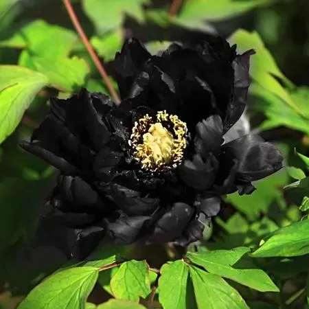 🖤Black Beauty Peony Flower Seeds