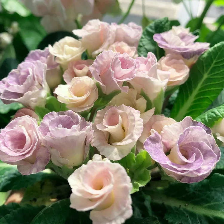 🌸Rose Primrose Seeds - The Timeless Charm of Love & Renewal💗