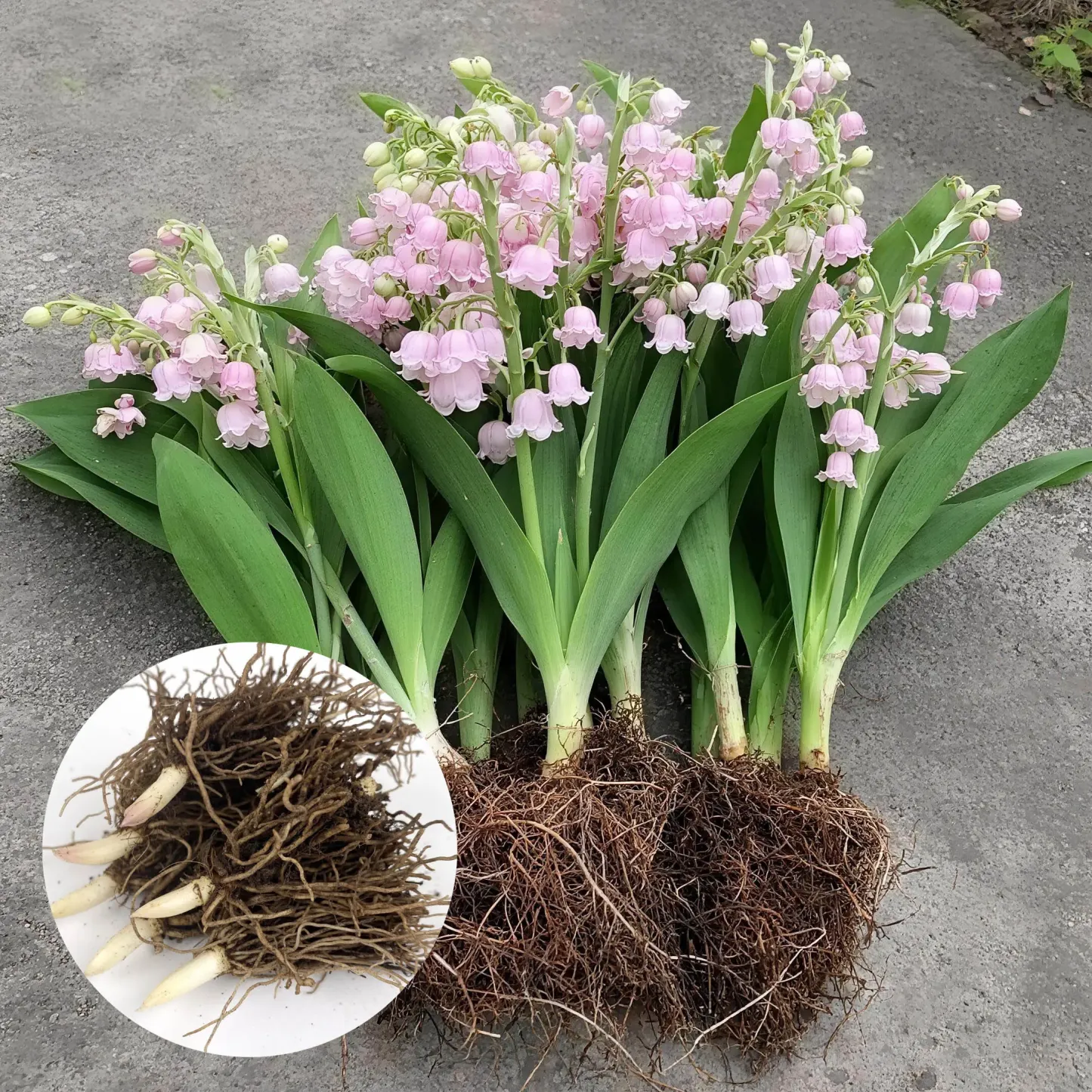 💐Lily Of The Valley—Hppiness Arrives