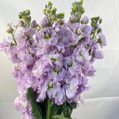 💐Eternal Love - Violet