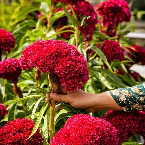 🌺Cockscomb Celosia-Long-Lasting Beauty-Low Maintenance-Long Flowering Season