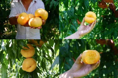 🌟Golden Legend - Golden Peach Seeds