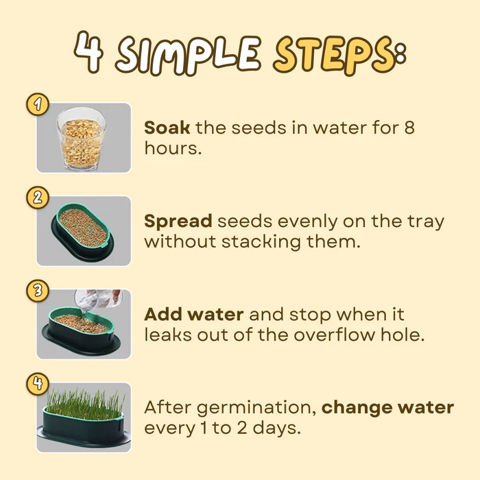 🌱 Cat Grass Seeds-Easy to Grow