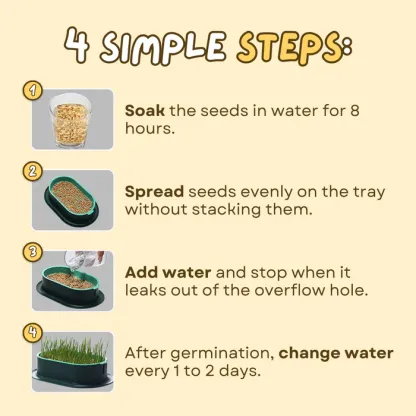 🌱 Cat Grass Seeds-Easy to Grow
