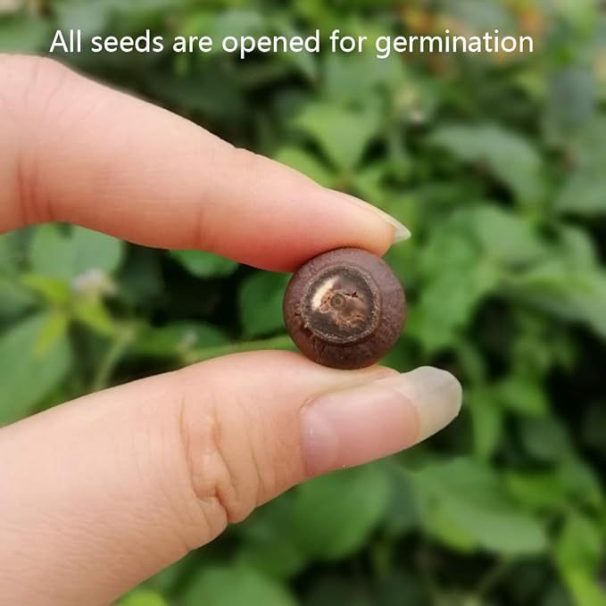 🌺BOWL LOTUS-RELIEVE STRESS