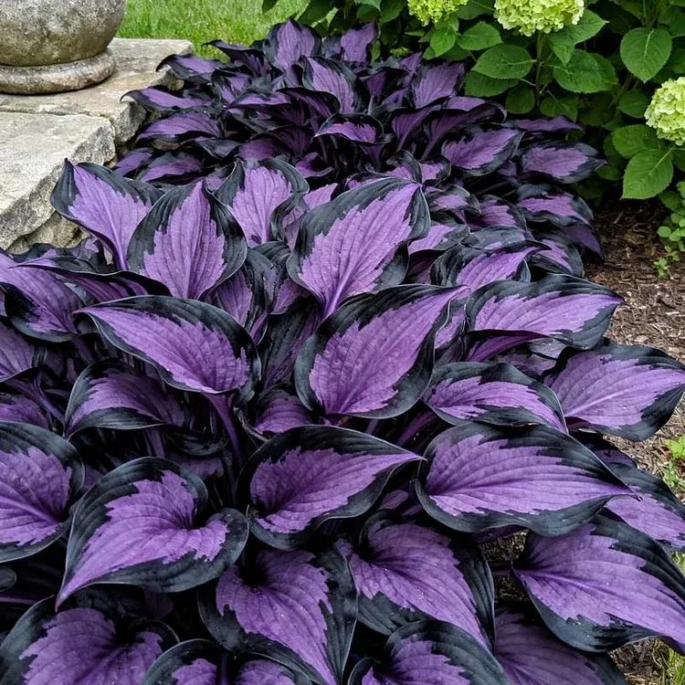 🔥🌌 Glow-in-the-Dark Garden Magic: Rare Dark Blue Flame Hostas Seeds