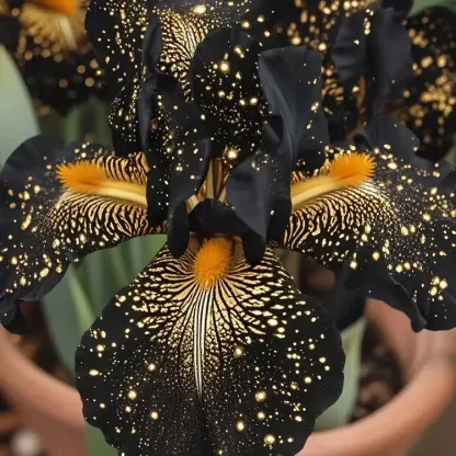 💐Galaxy Burst Iris (Iris Hybrid)—🌌 Blooming Like A Galaxy