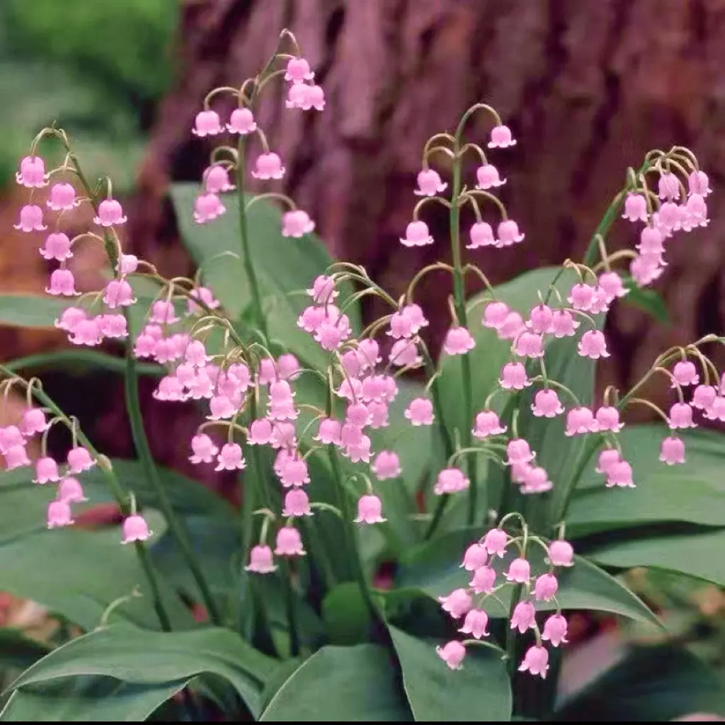 💐LILY OF THE VALLEY—HAPPINESS ARRIVES