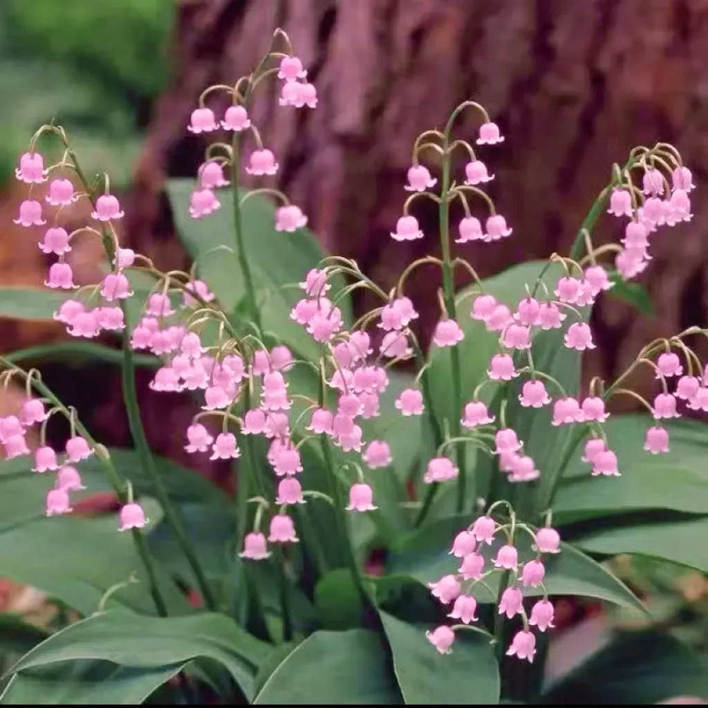 💐LILY OF THE VALLEY—HAPPINESS ARRIVES