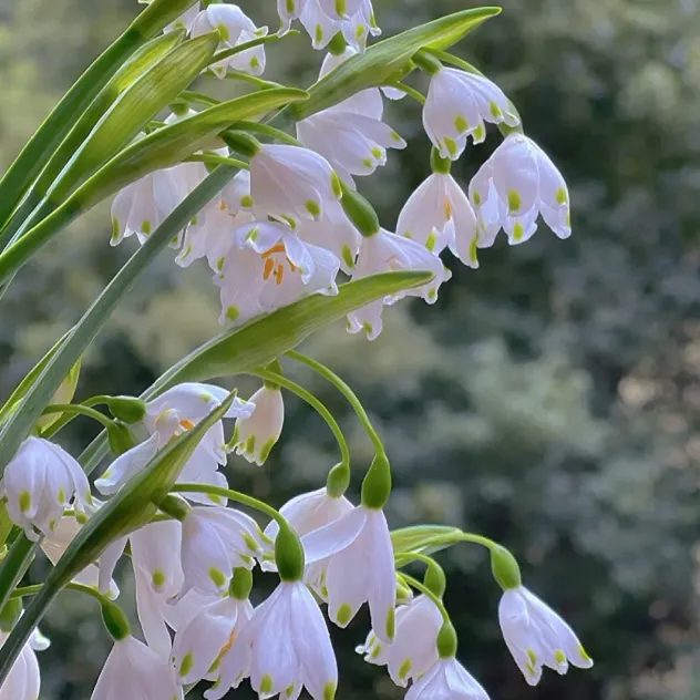 💐Snowflake（Leucojum）Seeds