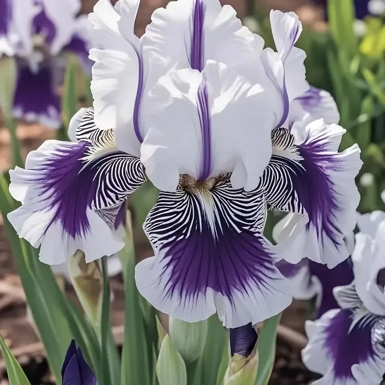 💐Moonlit Veil Iris (Iris germanica)—Long Blooming & Perennial