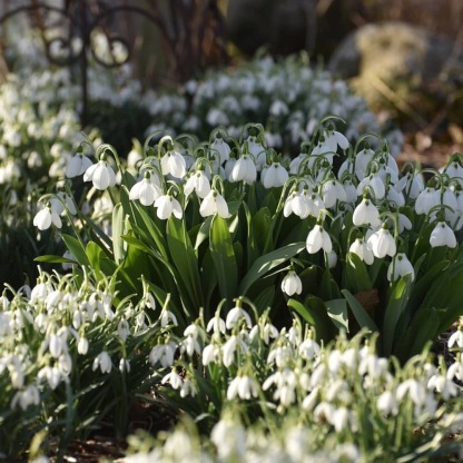 💐Snowflake（Leucojum）Seeds