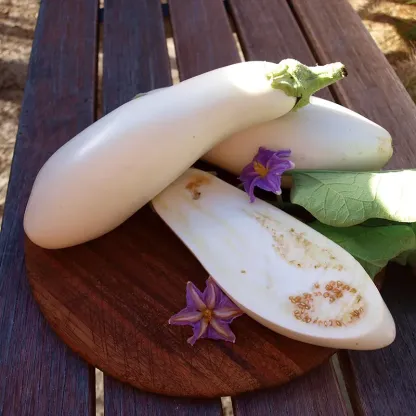 French classic Casper eggplant Seeds