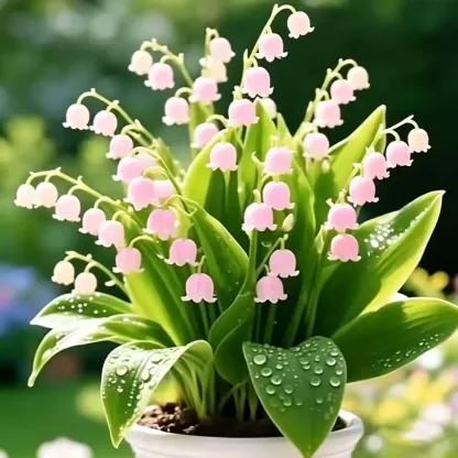 🏆2026 Best-Selling💐Lily Of The Valley—Hppiness Arrives