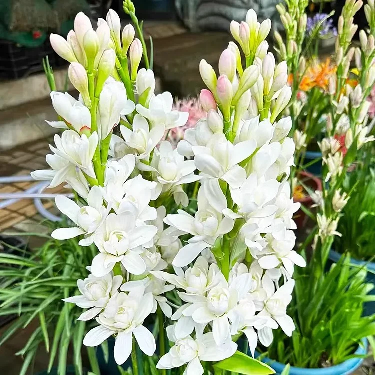 🌺Double Tuberose Bulbs