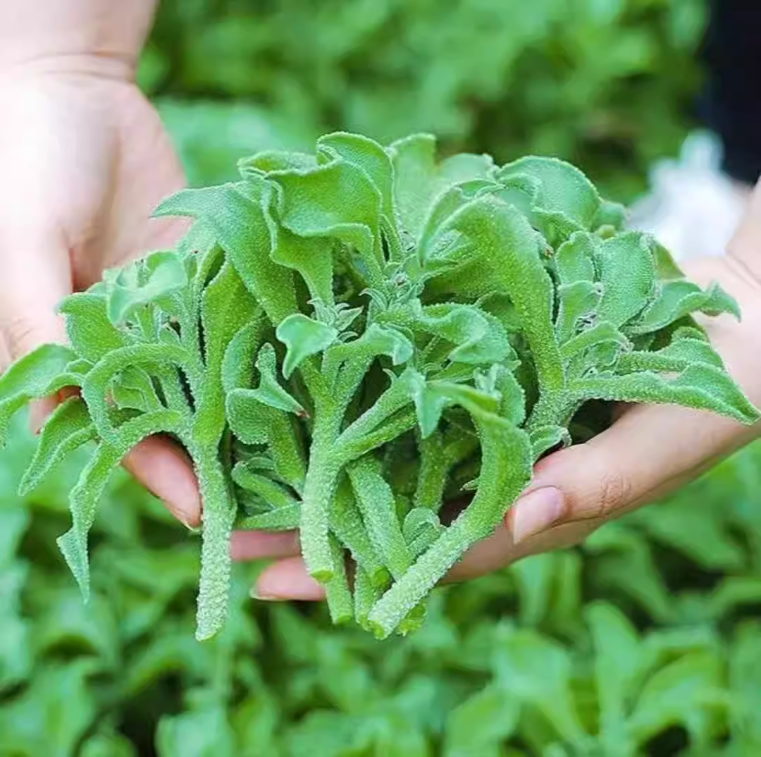 Crystal Ice Plant Seeds