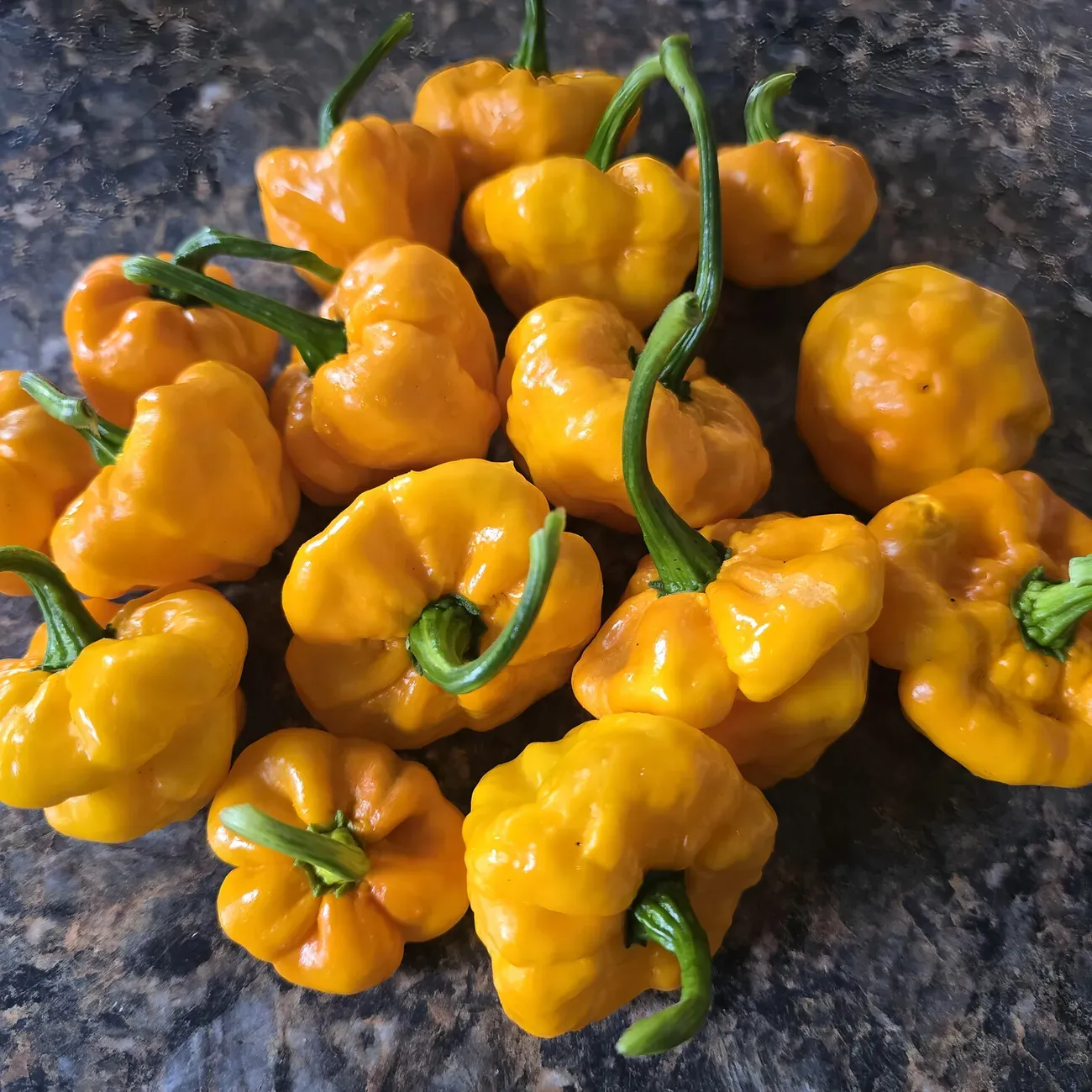 SCOTCH BONNET PEPPER SEEDS