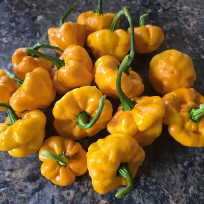SCOTCH BONNET PEPPER SEEDS