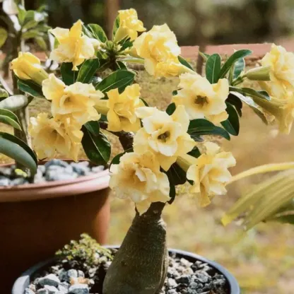 ✨Desert Rose Seeds🌹Heat Resistant✨