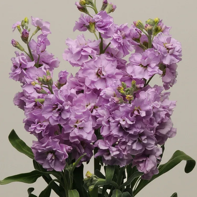 Double-flowered Violet Seeds🌺