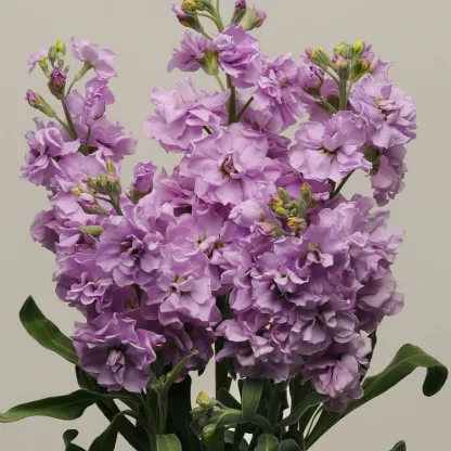 Double-flowered Violet Seeds🌺