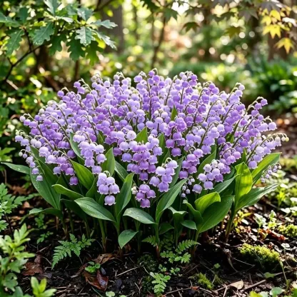 🏆2026 Best-Selling💐Lily Of The Valley—Hppiness Arrives