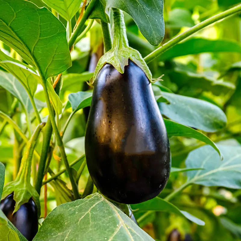 Heirloom Black Beauty Eggplant Seeds - Super Delicious, High-Yielding Old Variety