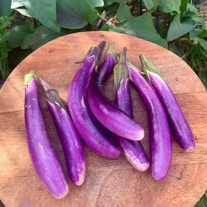 Long Ping Tung eggplant seeds