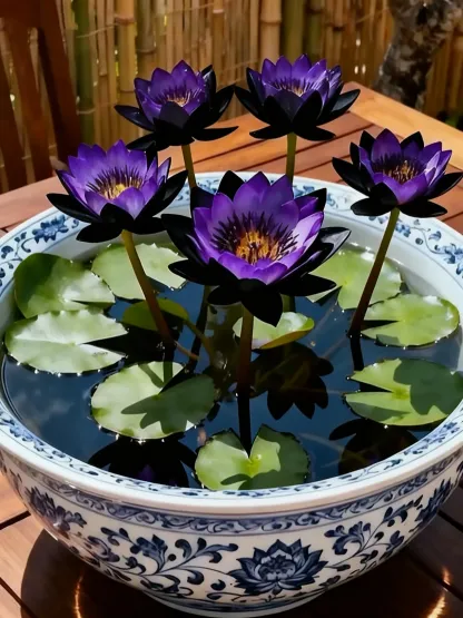 🌌💜 Shadow Essence Lotus – A Rare Beauty for Your Garden 🌸
