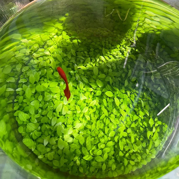 🌿Air Purifying Fish Tank Aquatic Plant Seeds