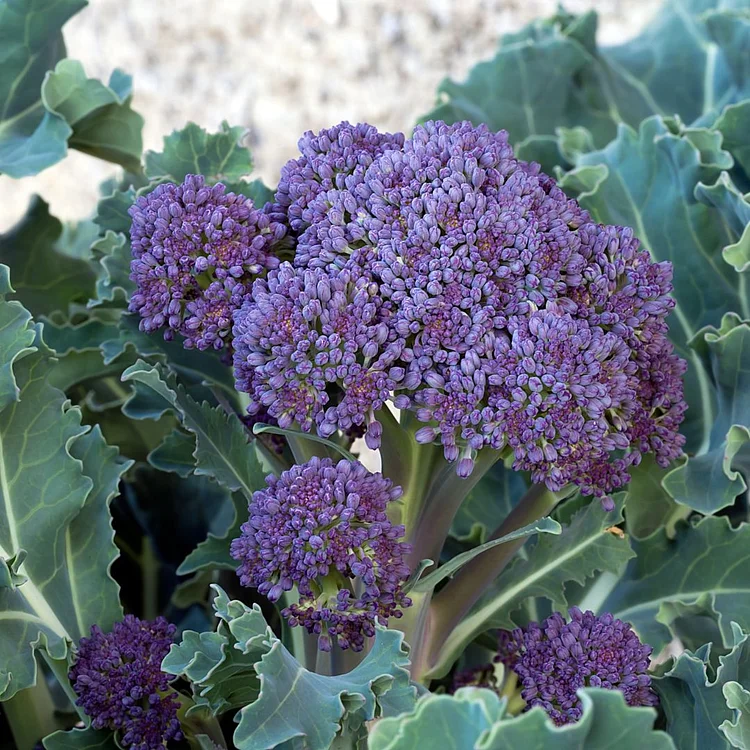 🥦Rare Broccolini Seeds