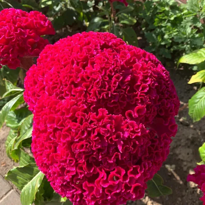 🌺Cockscomb Celosia-Long-Lasting Beauty-Low Maintenance-Long Flowering Season