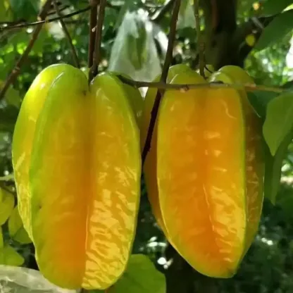 ⭐Sweet Starfruit Seeds-Four Seasons Potted