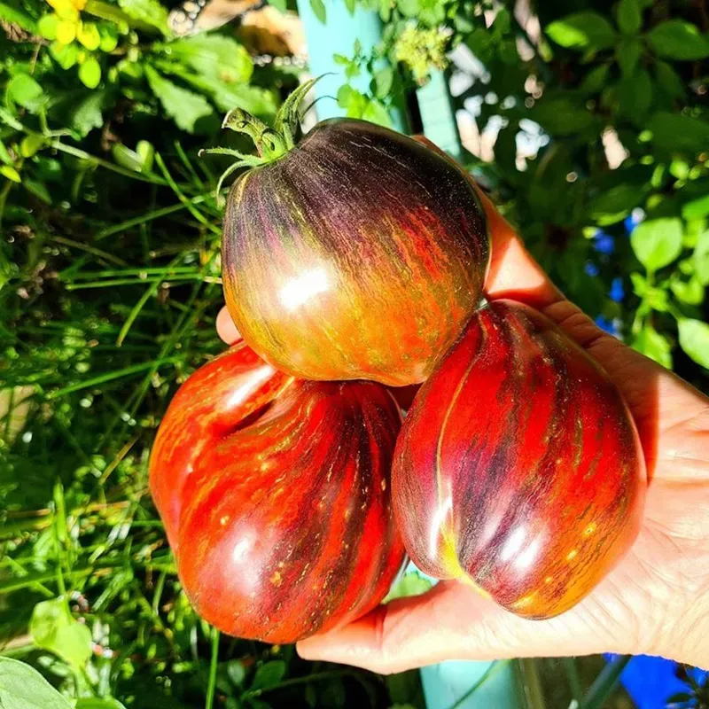 Unique heart-shaped rebel space warrior tomato seeds with rich flavor