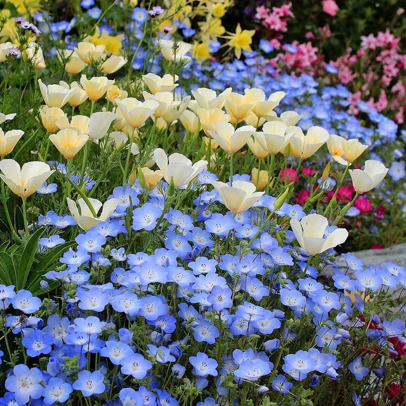 💙Baby-Blue-Eyes Seeds—Sky Color